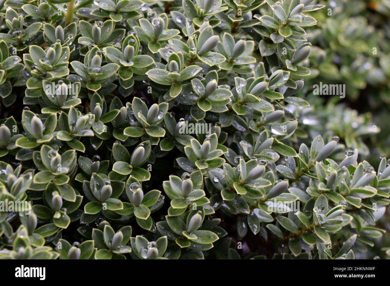 Evergreen plant Fotos und Bildmaterial in hoher Auflösung Alamy