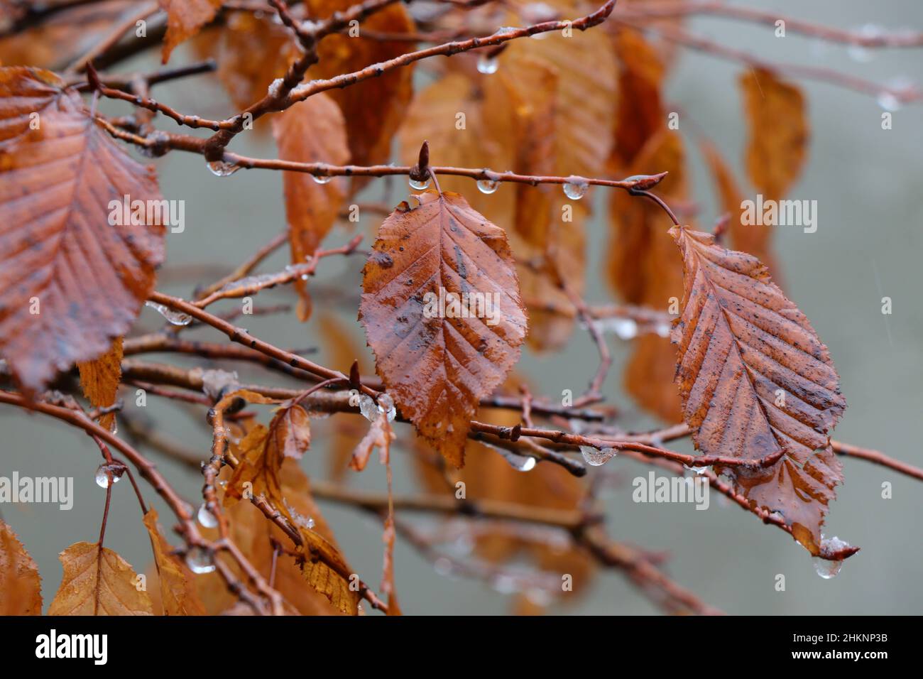 Bltter der hainbuche des bonsai baums -Fotos und -Bildmaterial in hoher  Auflsung  Alamy