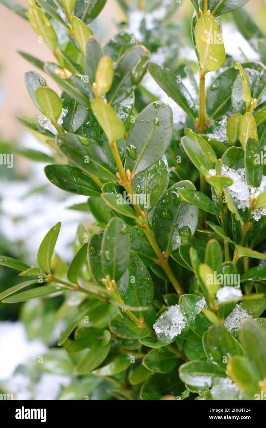 Buxus sempervirens mit grünem Hintergrund. Buxus. Buchsbaum Stockfoto