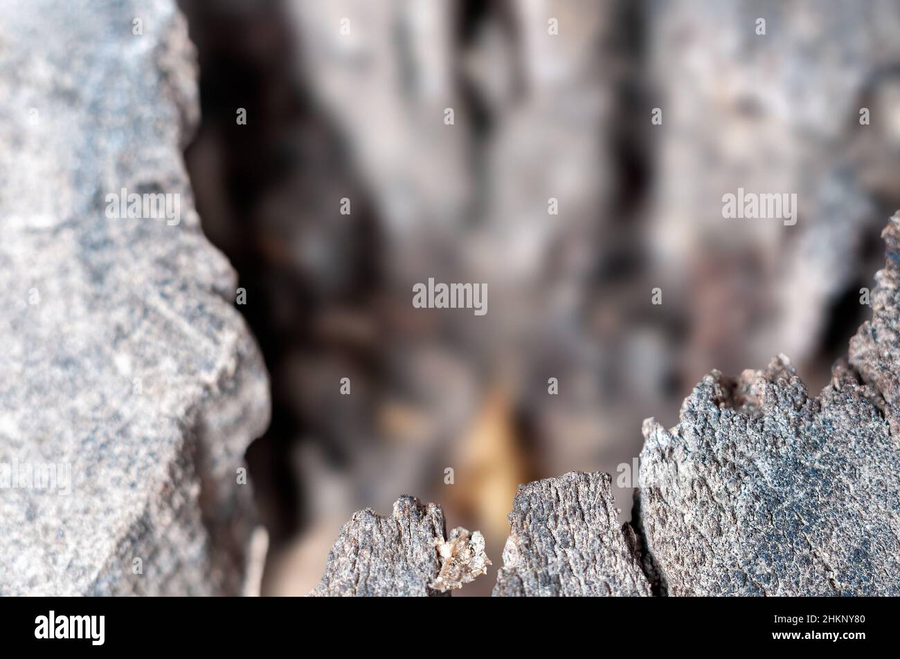 Bellen Sie auf einem Baum, der ein schönes Muster zeigt Stockfoto