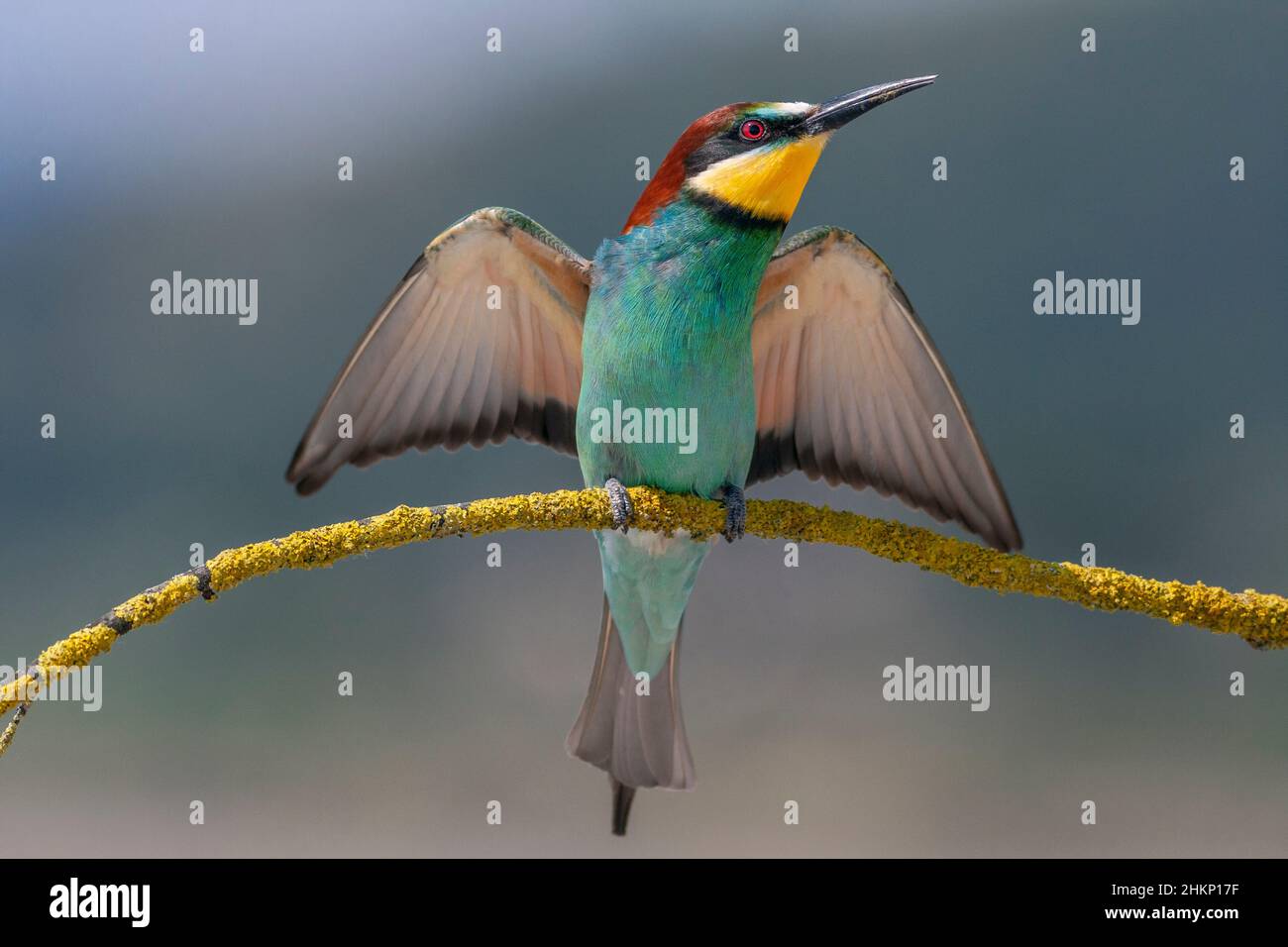 Europäischer Bienenfresser , Merops apiaster, Comunidad valenciana, Spanien Stockfoto