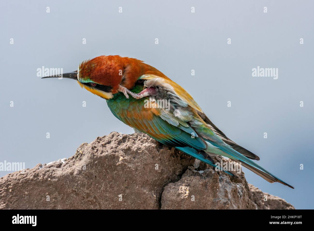 Europäischer Bienenfresser , Merops apiaster, Comunidad valenciana, Spanien Stockfoto