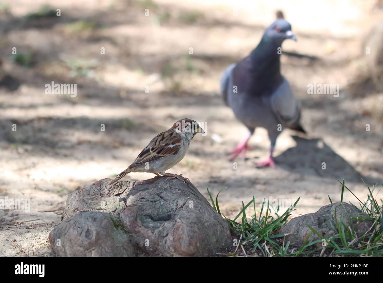 Sperling und Taube Stockfoto