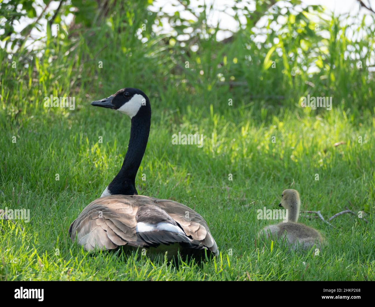 Mutter und Baby Kanadagänse ruhen im Gras mit Rücken zur Kamera. Erwachsene Gans schaut in Richtung Kamera. Stockfoto