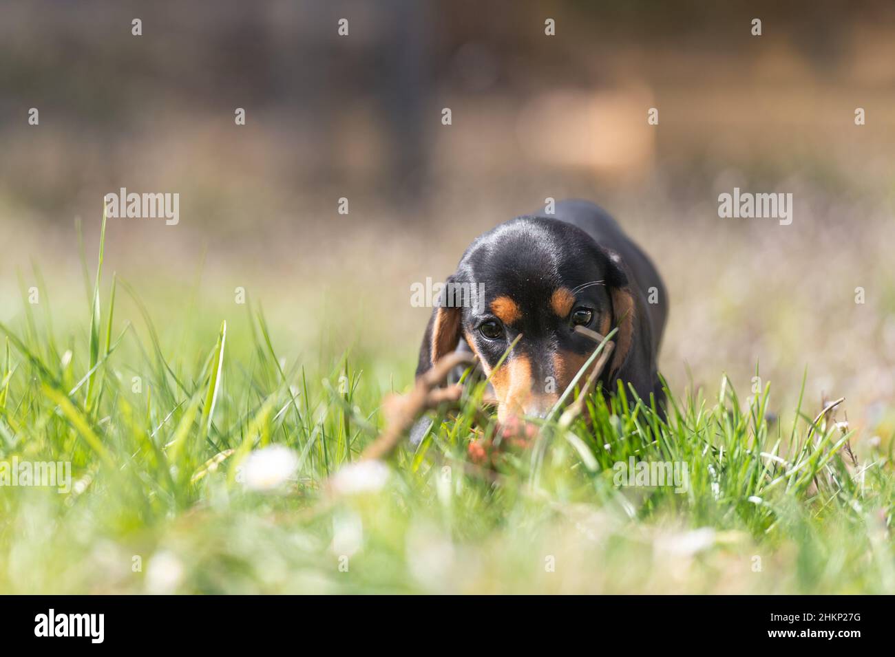 Niedliche kleine Wurst Welpe Hund draußen in der Natur auf Gras Stockfoto