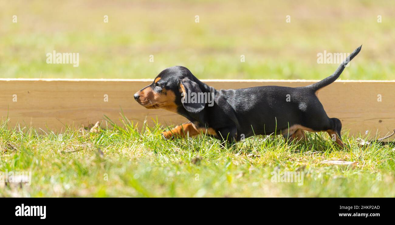 Niedliche kleine Wurst Welpe Hund draußen in der Natur auf Gras Stockfoto