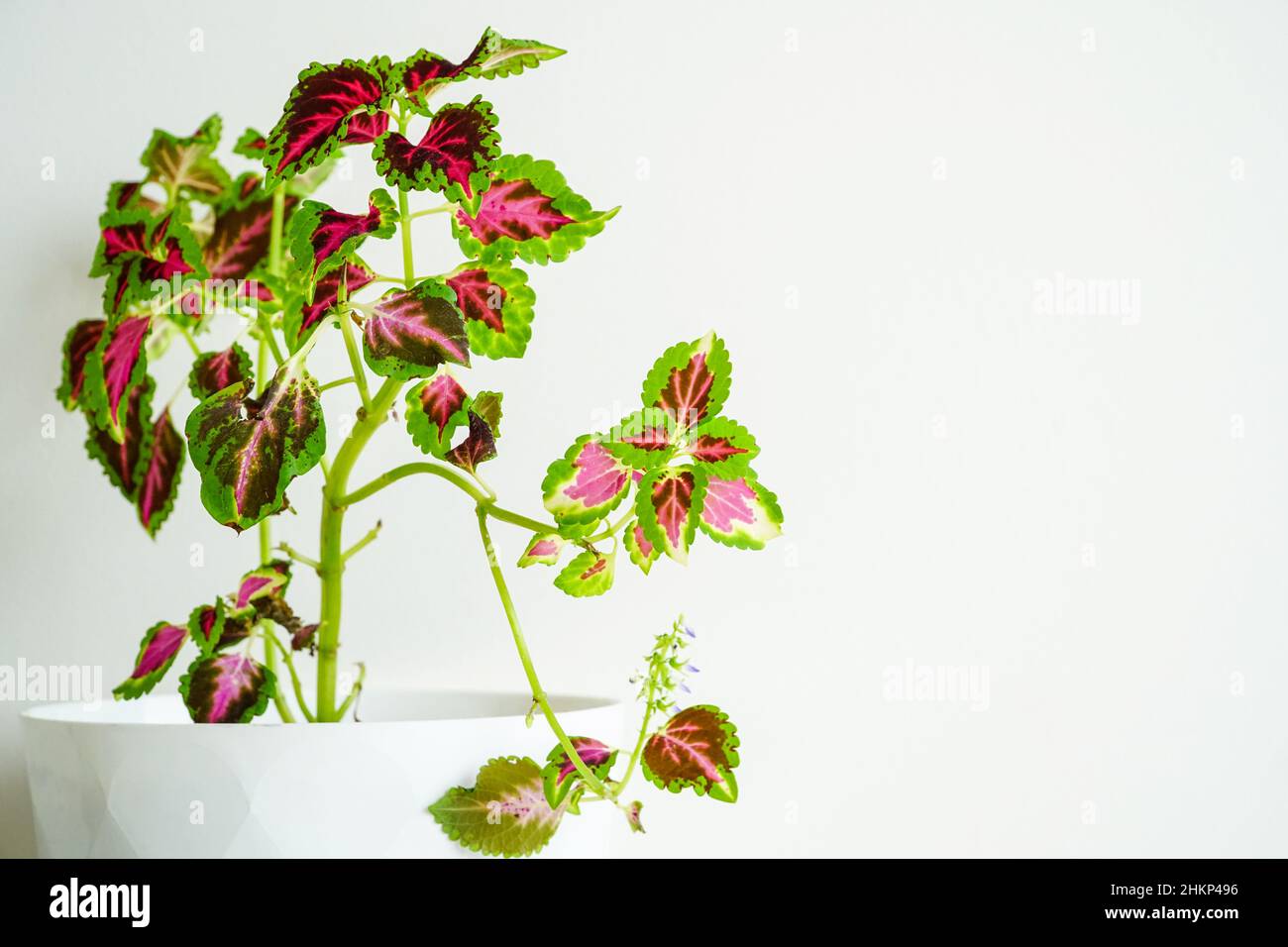 Coleus im Blumentopf. Coleus Pflanze im Topf. Dekoratives Hauspflanzenkonzept. Coleus Pflanzenpflege zu Hause. İndoor Dekoration mit Pflanzen und Blumen. Stockfoto