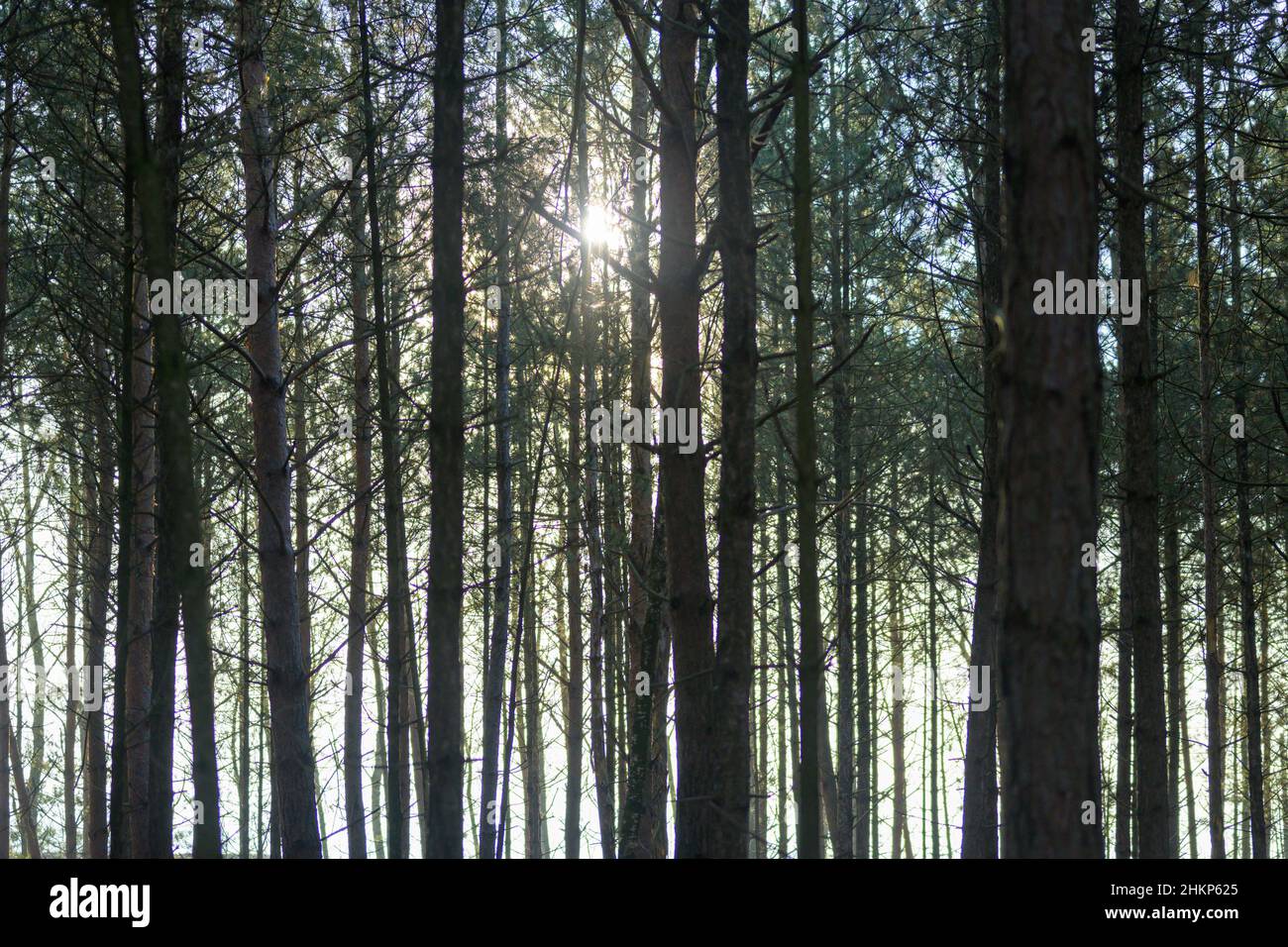 Silent Forest im Frühling mit schönen hellen Sonnenstrahlen mit blauem Himmel Stockfoto
