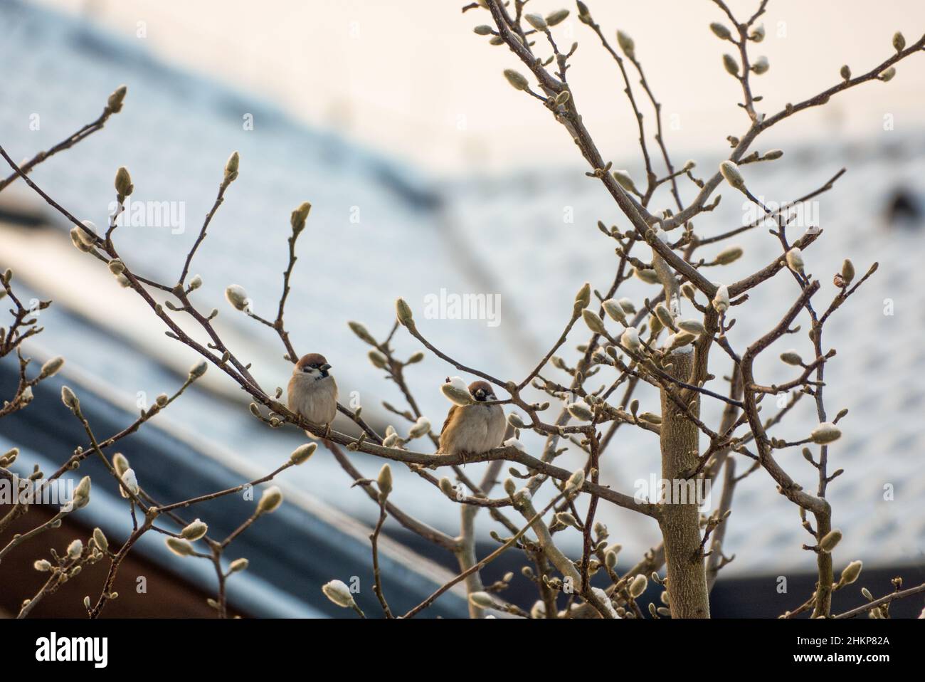 Haus Spatzen sitzen auf einem Zweig mit einem verschneiten Dach im Hintergrund Stockfoto