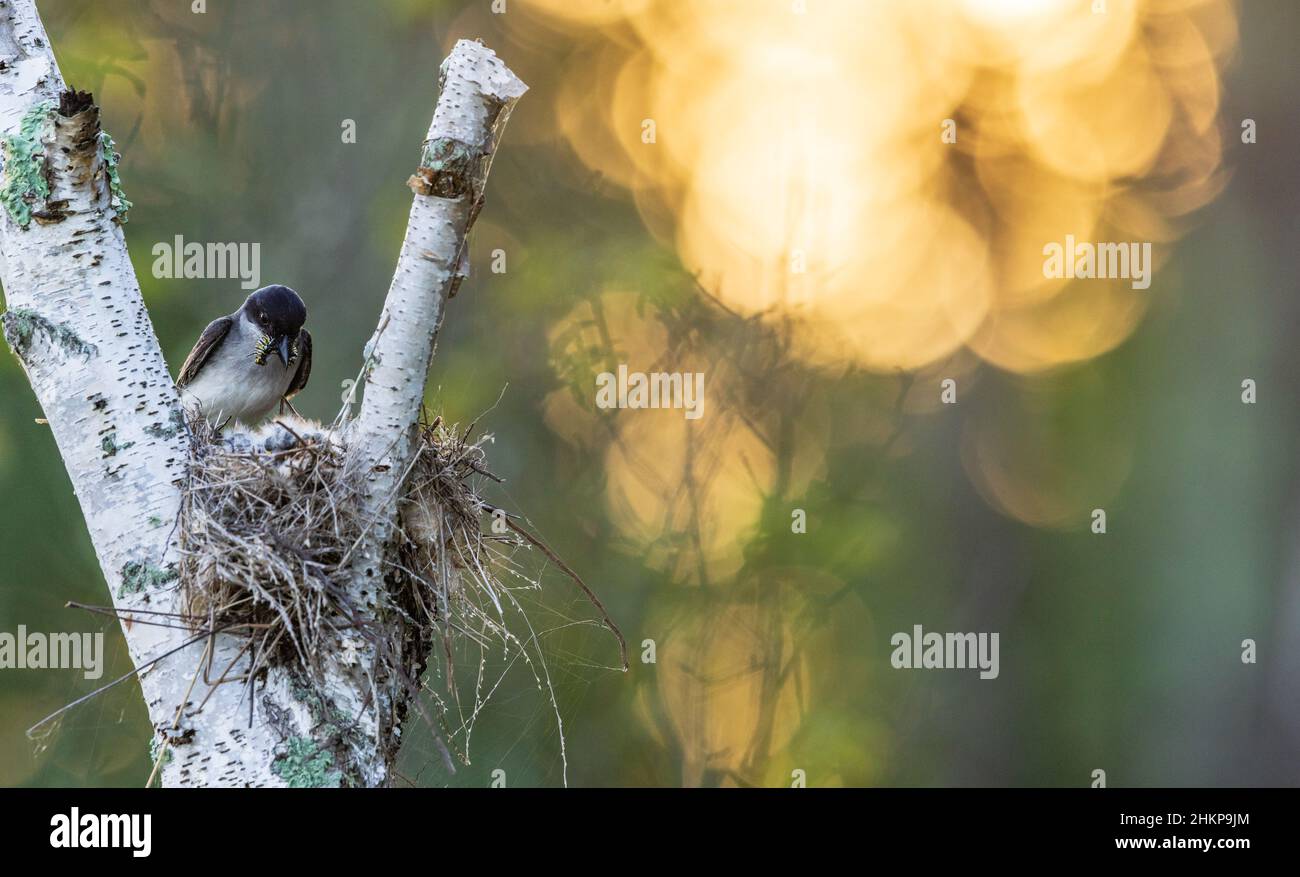 Am frühen Morgen bei einem Königsvogelnest im Norden von Wisconsin. Stockfoto