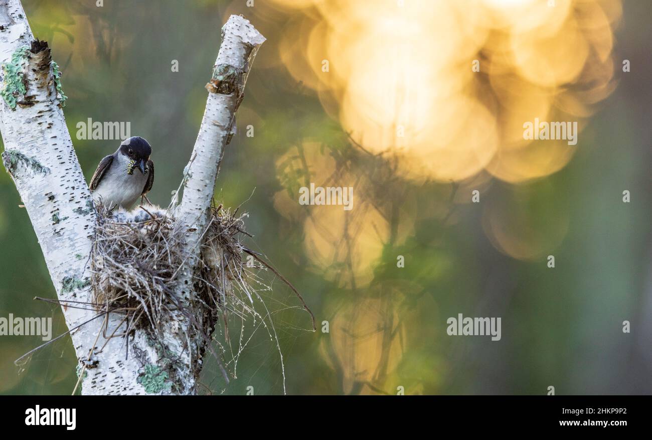 Am frühen Morgen bei einem Königsvogelnest im Norden von Wisconsin. Stockfoto