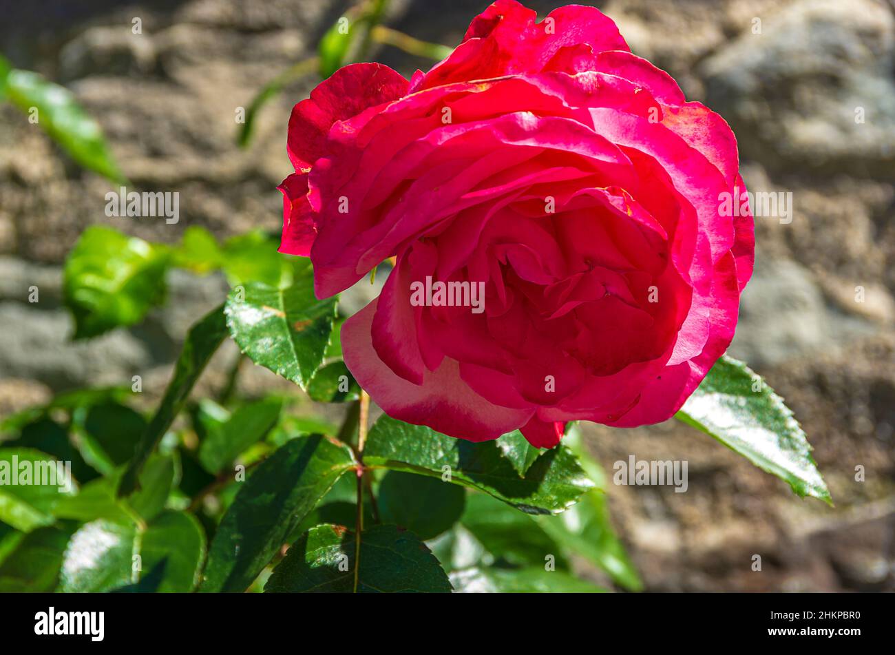 Einzelne rote Rose in Blüte auf einem Busch im Freien. Stockfoto