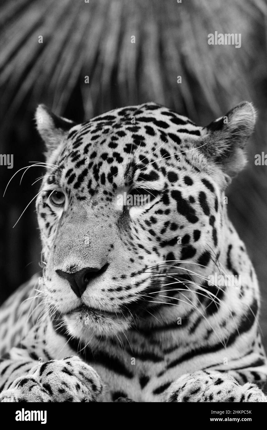 Jaguar Panthera Onca Belize Stockfoto