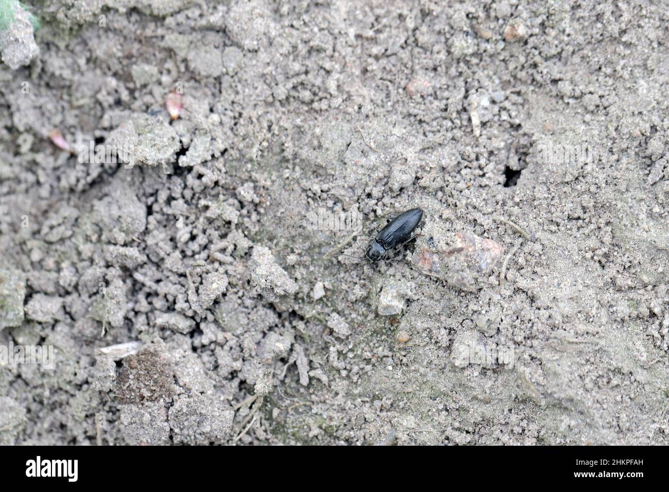 Hemicrepidius niger ist eine Art von Klickkäfern aus der Familie Elateridae. Larven - Drahtwürmer sind Schädlinge, die die Wurzeln von Pflanzen fressen. Stockfoto