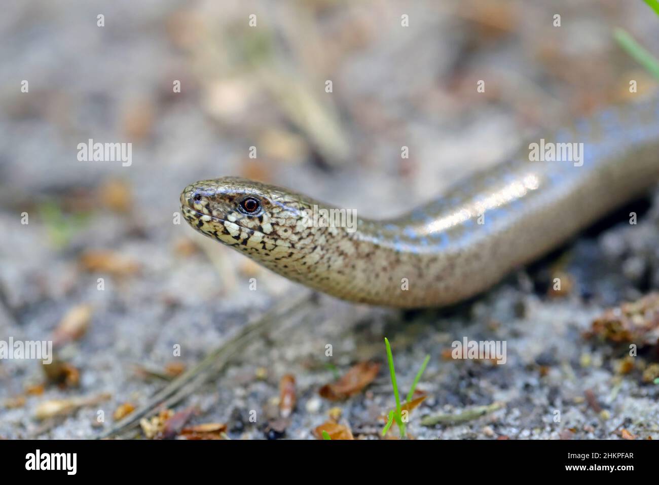Ein juveniler Anguis fragilis, auch bekannt als langsamer Wurm, langsamwüchsiger Wurm, blinder Wurm oder Glaseidechse und oft für eine Schlange gehalten. Stockfoto