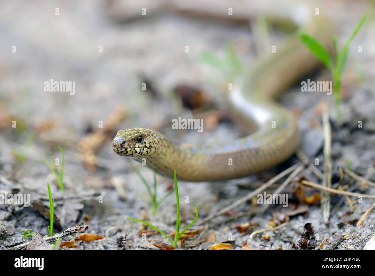 Ein juveniler Anguis fragilis, auch bekannt als langsamer Wurm, langsamwüchsiger Wurm, blinder Wurm oder Glaseidechse und oft für eine Schlange gehalten. Stockfoto