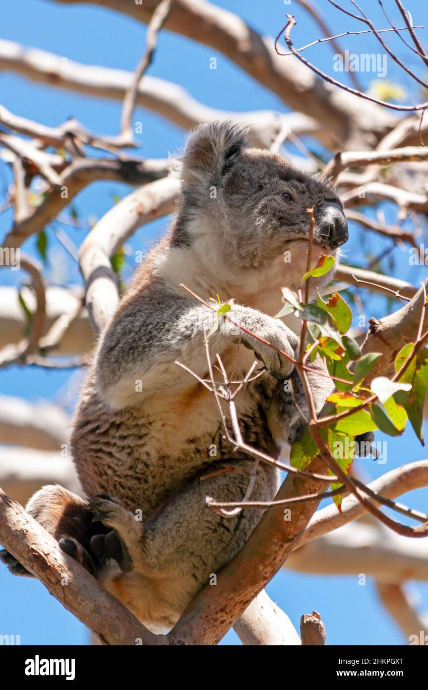 Der süße Koala auf einem Gum Tree Branch an der Cape Otway Great Ocean Road Stockfoto