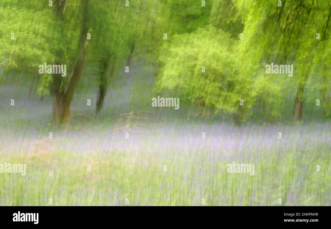 Intentional Camera Bewegungsbild des Bluebell-Waldes in Kinclaven Stockfoto