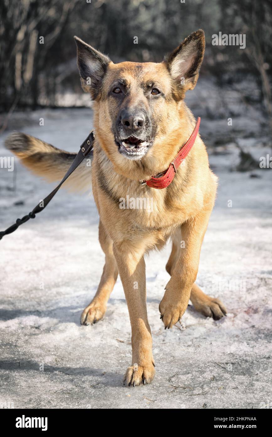 Schäferhund beim Wandern im Winterwald Stockfoto