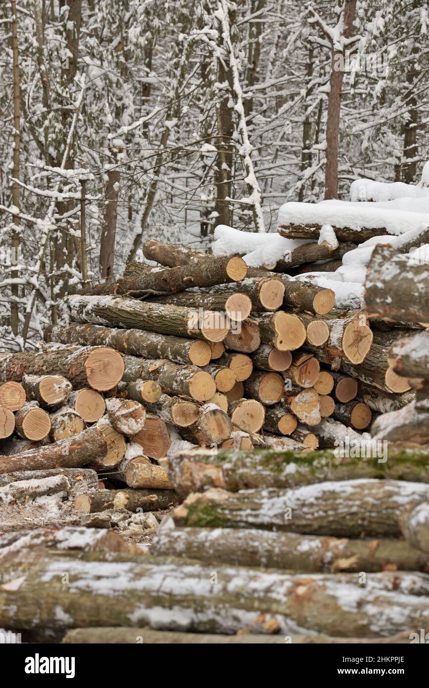 Frisch geerntetes Holz aus einem Holzfällbetrieb, der im Winter vom Wald gestapelt wurde Stockfoto