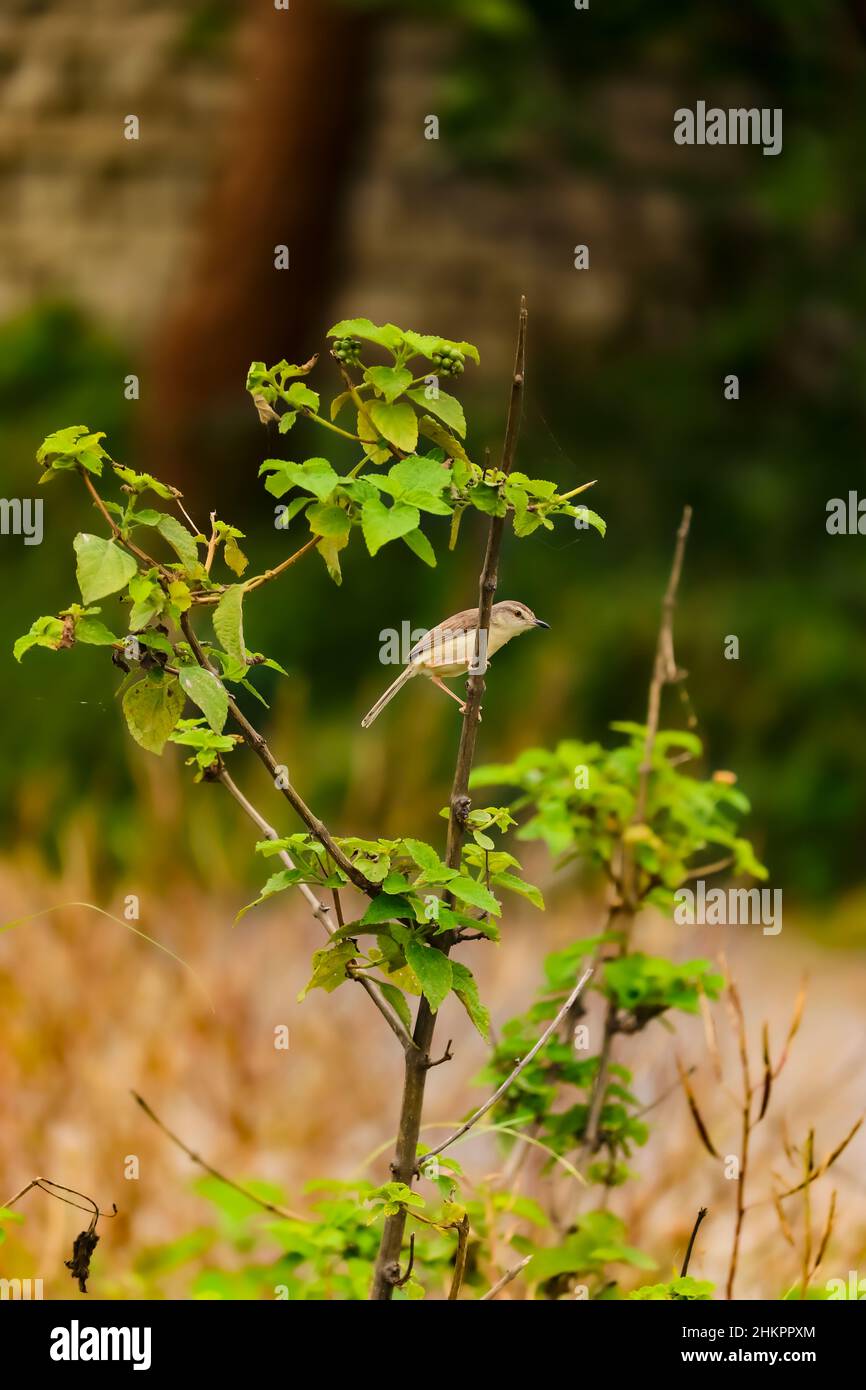 Kleiner Vogel, der auf einem Baum sitzt Stockfoto