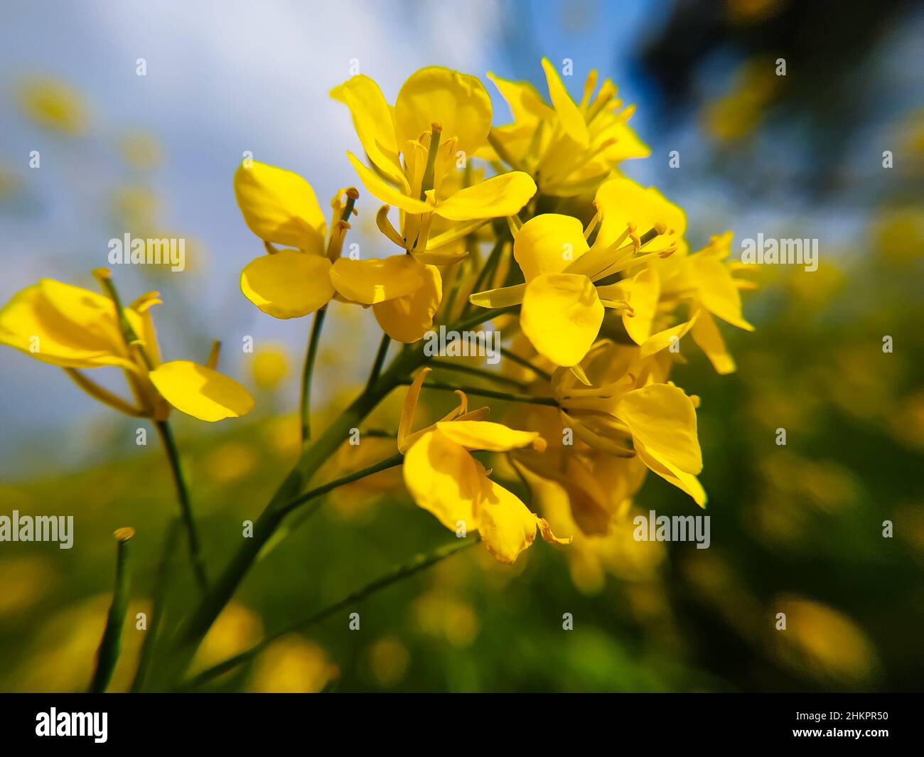 Senfkorn Baum Fotos Und Bildmaterial In Hoher Aufl sung Alamy senfkorn-baum-fotos-und-bildmaterial-in-hoher-aufl-sung-alamy
