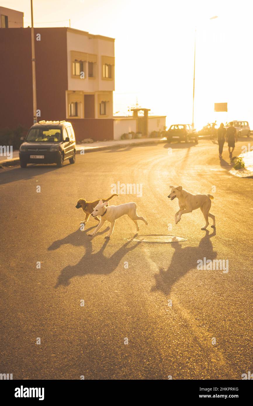 Welpen spielen auf der Straße Stockfoto
