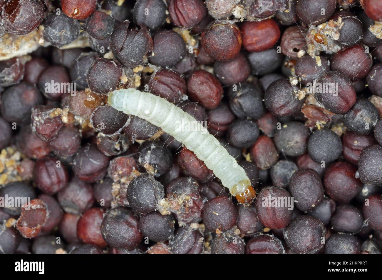 Rapssamen, die durch den indischen Mealmotten Plodia interpunctella beschädigt wurden. Sichtbare Spinnweben, Kot, beschädigte Körner, Raupe. Stockfoto