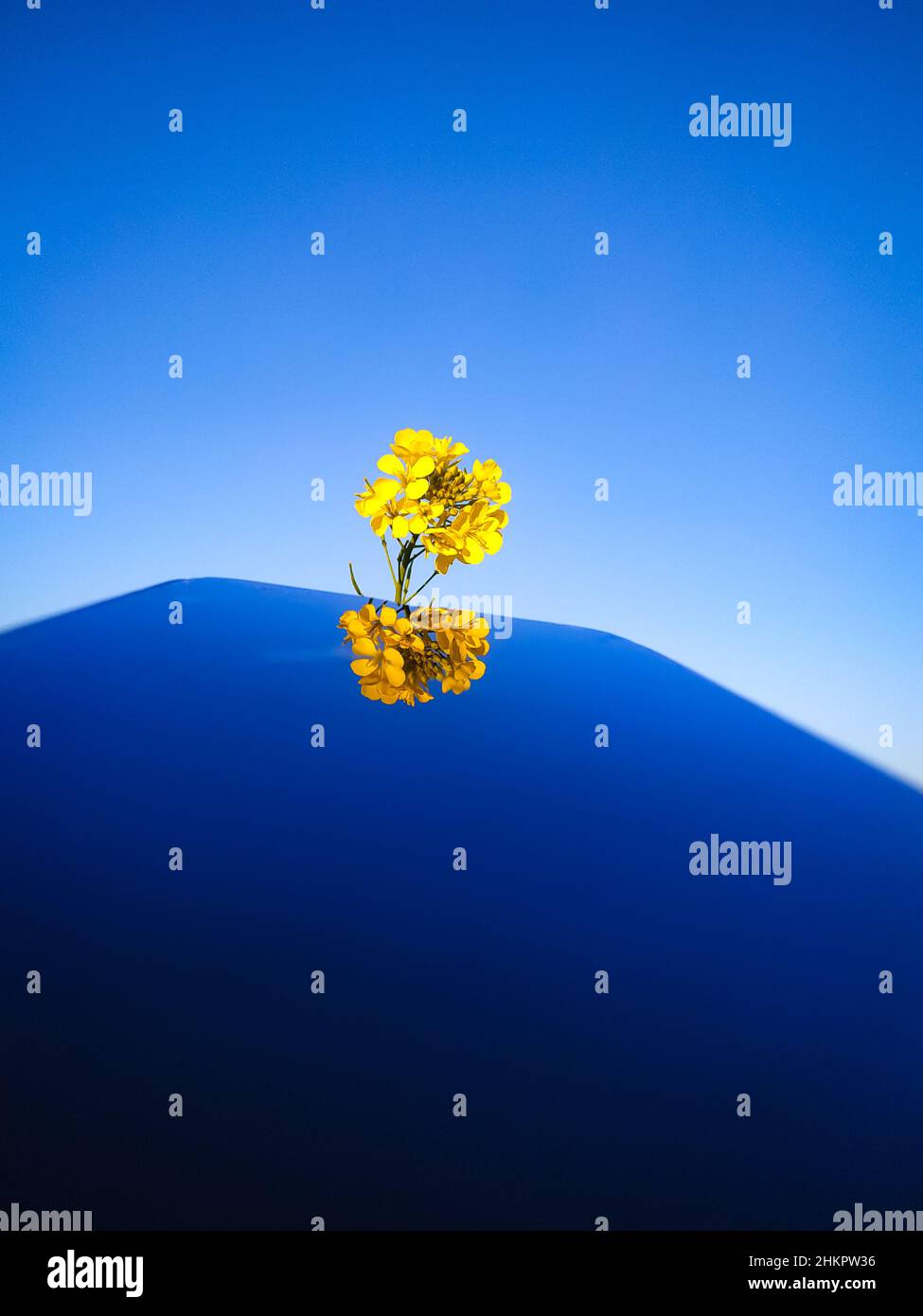 Eine wunderschöne gelbe Senfblume am blauen Himmel mit Spiegelung Stockfoto