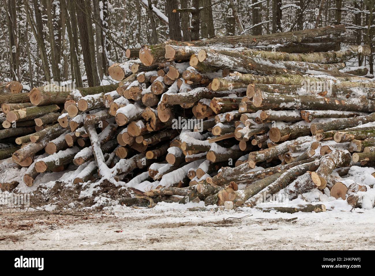 Frisch geerntetes Holz aus einem Holzfällbetrieb, der im Winter vom Wald gestapelt wurde Stockfoto