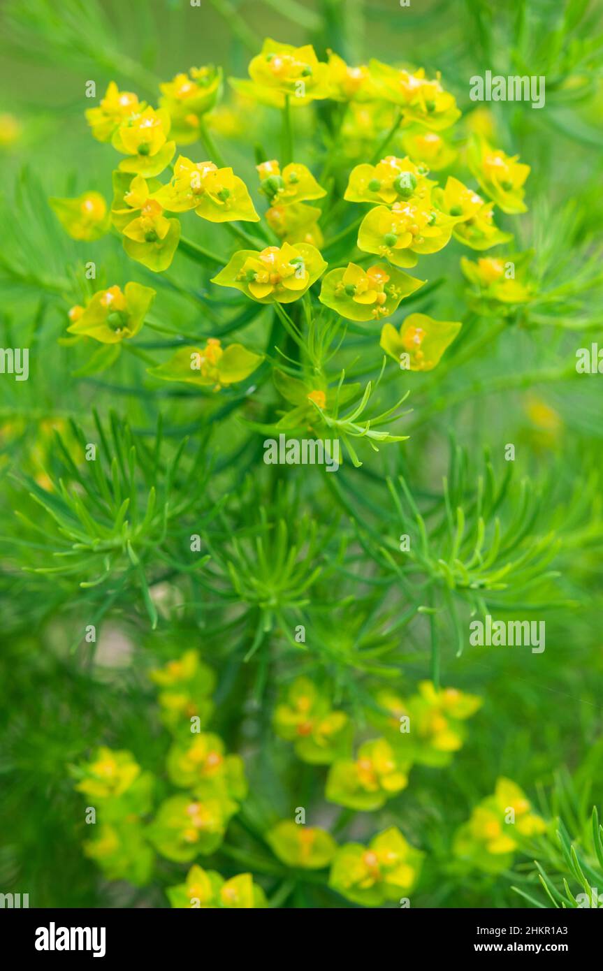 Zypressen-Blütenpracht, die Eforbia cyparissia, blüht in voller Blüte Stockfoto