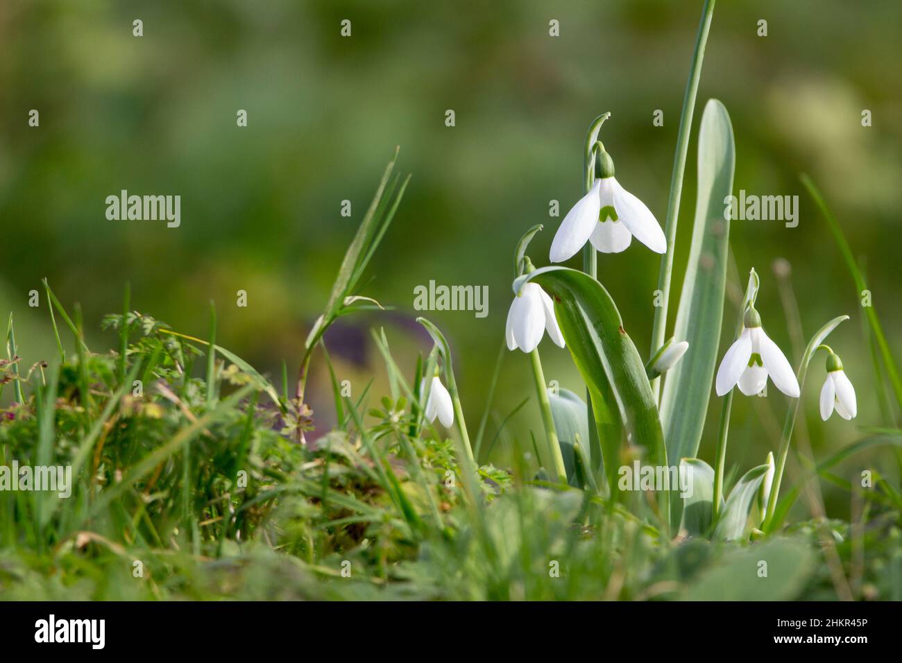 Schneeglöckchen (Galanthus nivalis) Frühlingsblume mit drei weißen hängenden Blütenblättern aus einstämmigem Stamm schmale grün graue Blätter sind basal Stockfoto