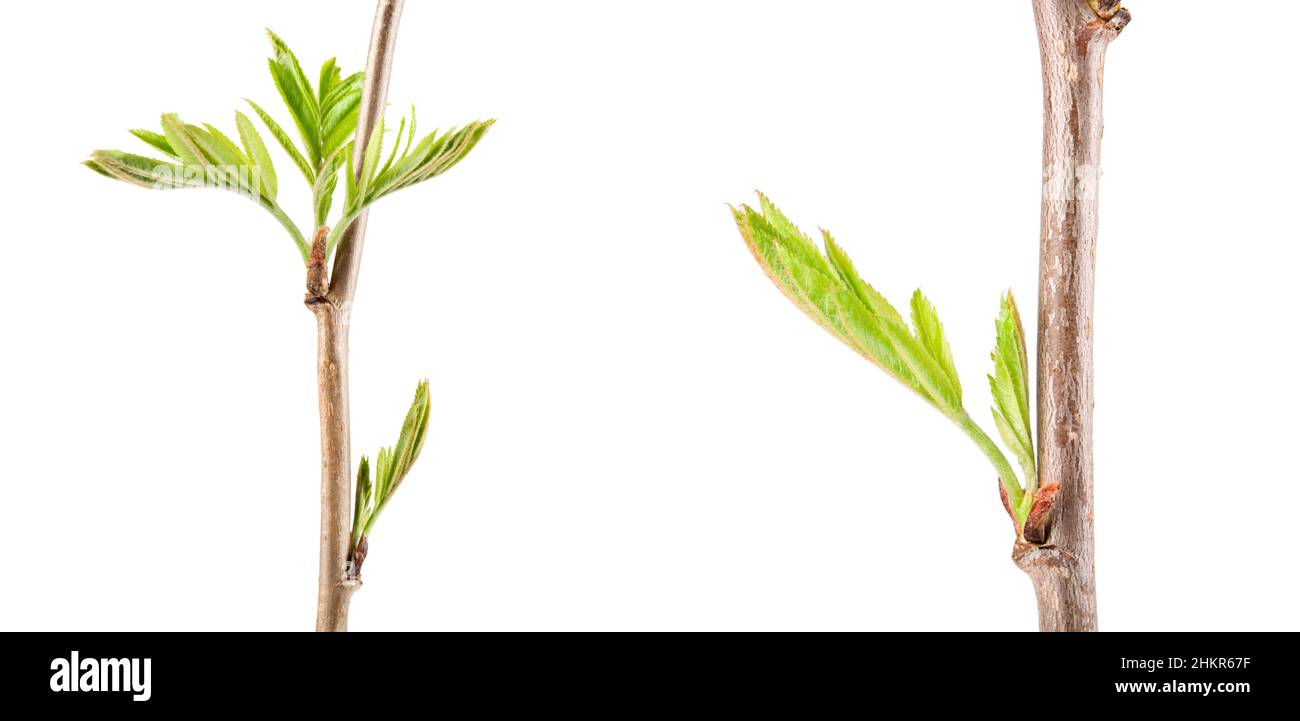 Rowan (Sorbus aucuparia) verzweigt sich im Frühjahr mit auftauchenden Blättern. Isoliert auf weißem Hintergrund. Stockfoto