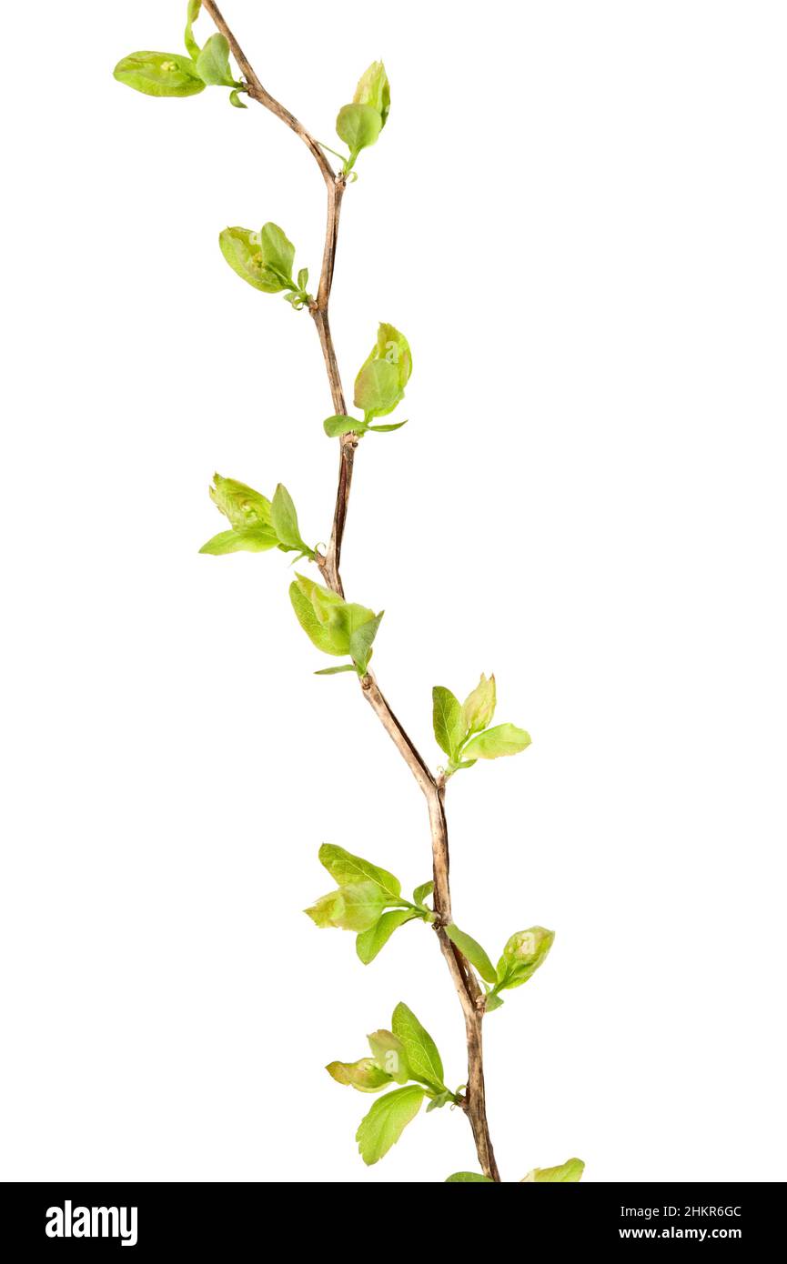 Im Frühjahr verzweigt sich die Ulmenblatt-Spiralschnecke (Spiraea chamaedryfolia). Isoliert auf weißem Hintergrund. Stockfoto