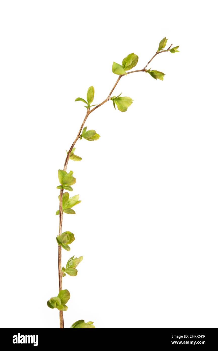 Im Frühjahr verzweigt sich die Ulmenblatt-Spiralschnecke (Spiraea chamaedryfolia). Isoliert auf weißem Hintergrund. Stockfoto