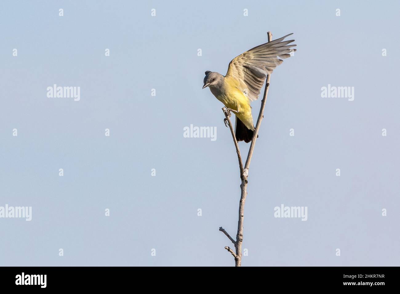 Ein westlicher Kingbird, der auf einem hohen Stock gegen einen hellblauen Himmel landen wird. Stockfoto