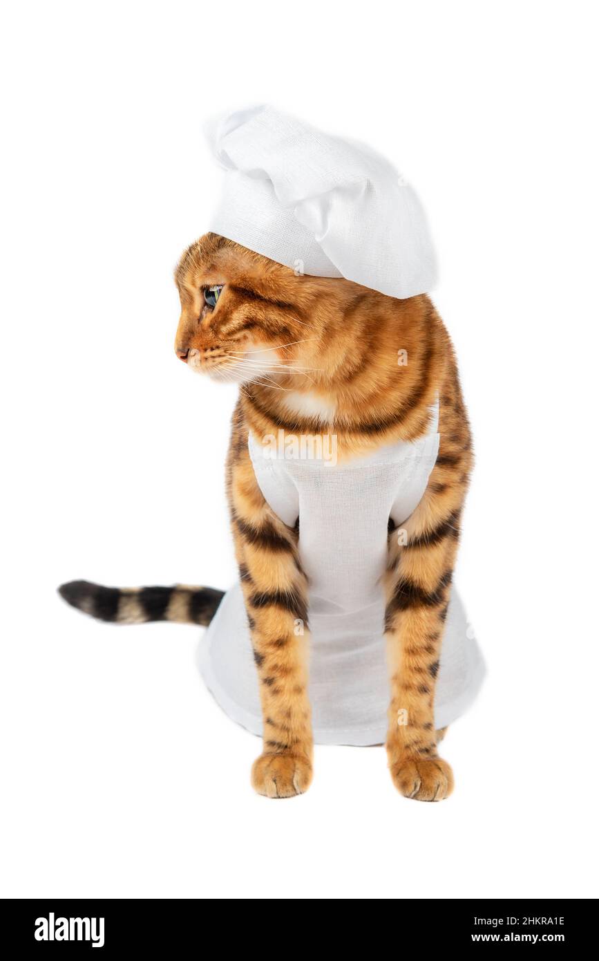 Katze blickt seitwärts in einer weißen Schürze und einem weißen Küchenhut auf weißem Hintergrund. Stockfoto
