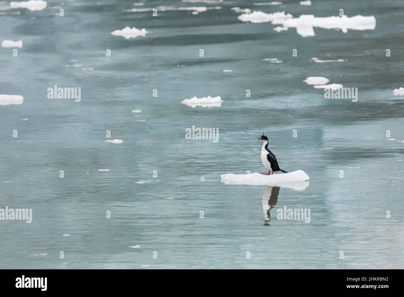 Imperial Cormorant oder Shag; Phalacrocorax atriceps; auf Eis; Patagonien; Chile Stockfoto