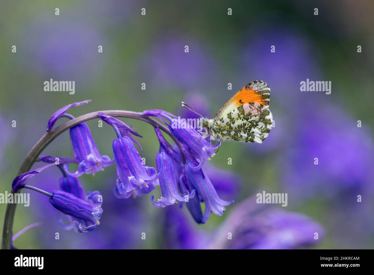 Orange Tip Butterfly; Anthocharis cardamine; männlich; auf Bluebell; Großbritannien Stockfoto