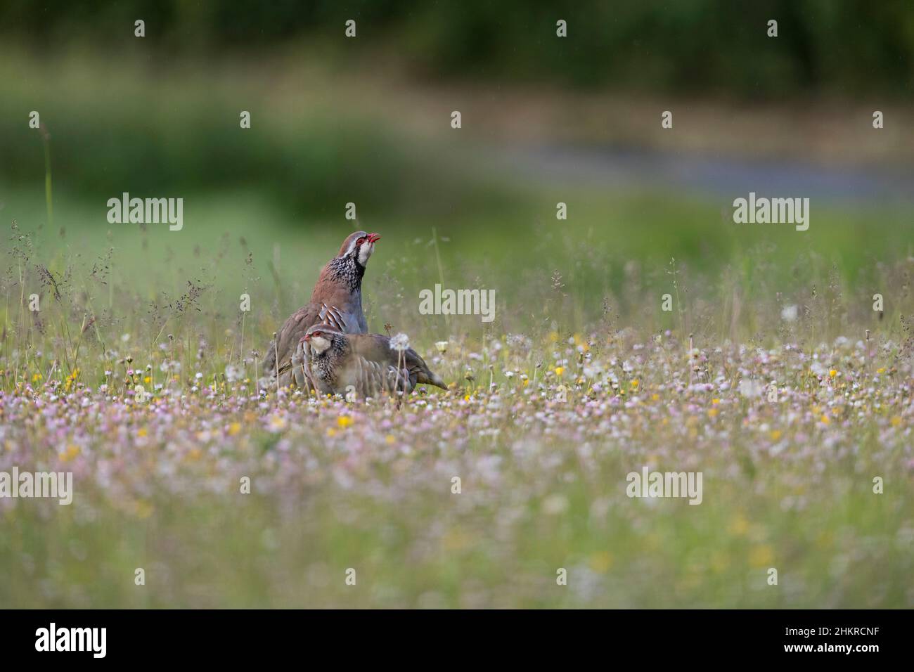 Rotbeinige Rebhuhn; Alectoris rufa; mit Gänseblümchen; Großbritannien Stockfoto