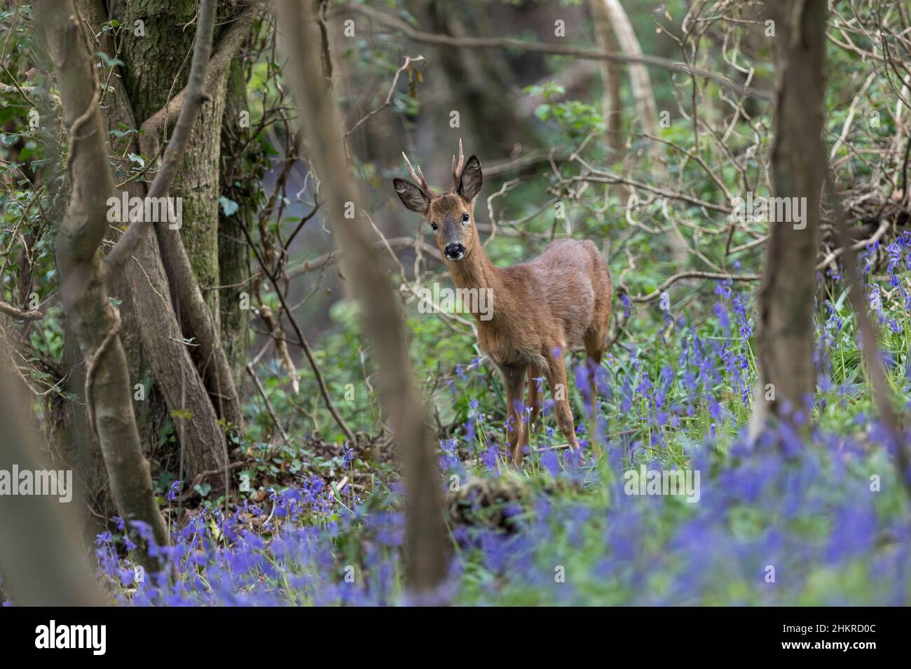 Reh; Capreolus capreolus; Buck; in Bluebells; Großbritannien Stockfoto