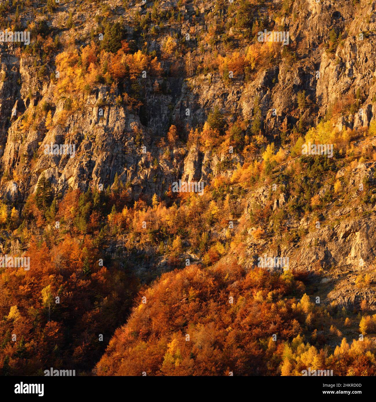 Herbstfarben im Pineta-Tal Stockfoto