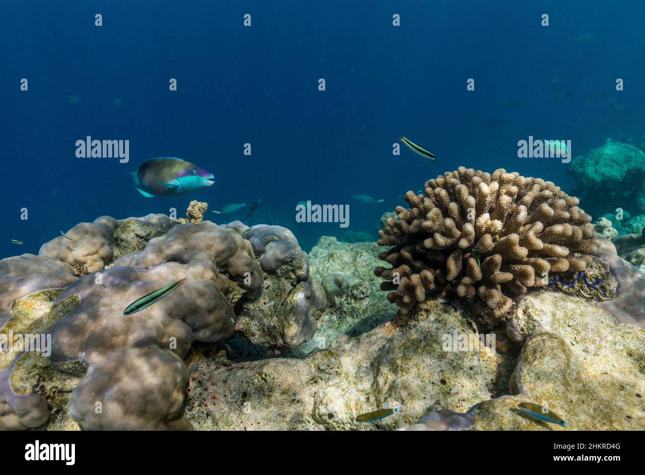 Schäbiger Papageienfisch; Chlorurus sordidus; männlich; Malediven Stockfoto