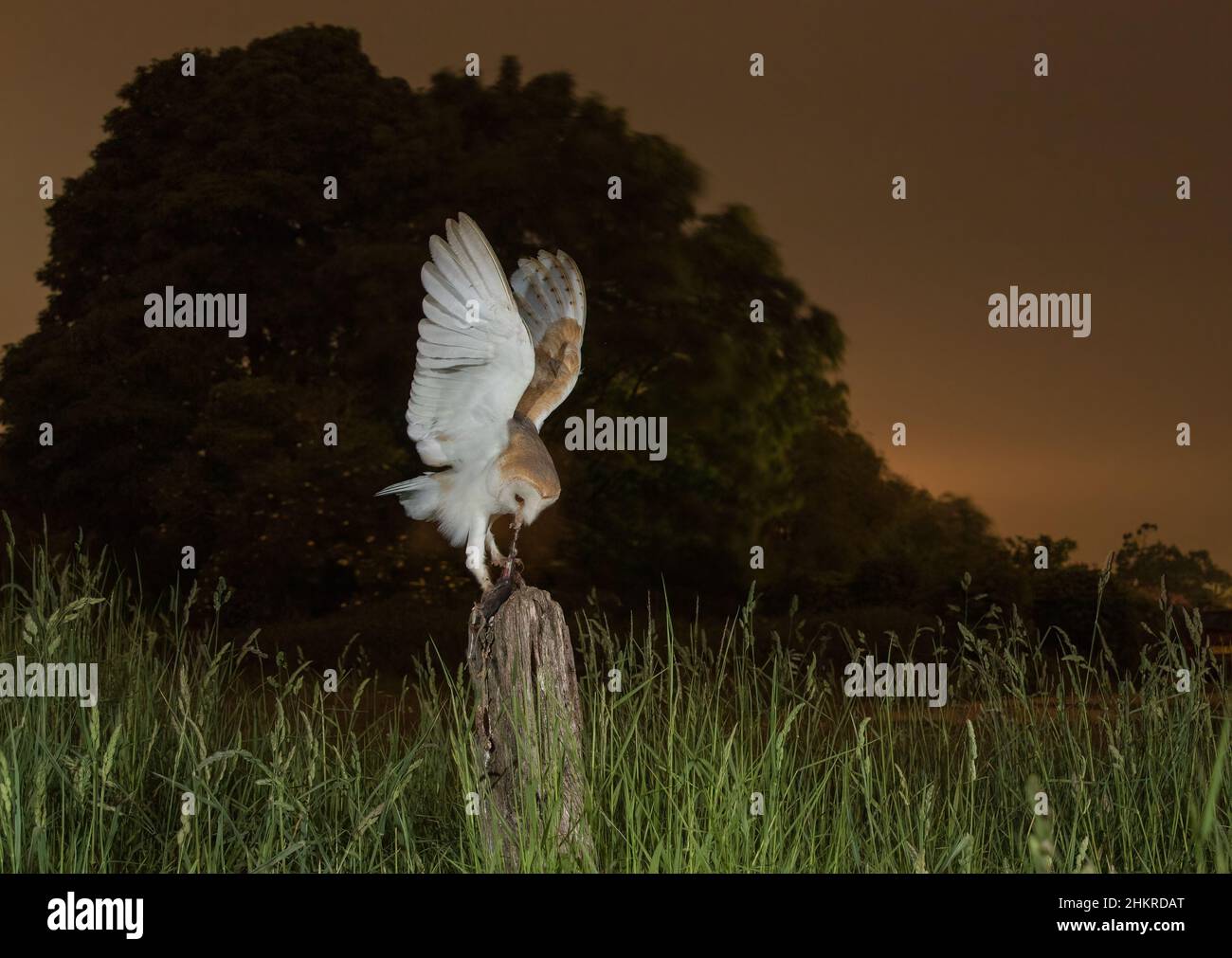Eine wilde Scheune Owl (Tyto Alba) reißt ihre Beute auseinander. Es sitzt auf einem alten Pfosten gegen einen orangen Sonnenuntergang. Suffolk, Großbritannien Stockfoto