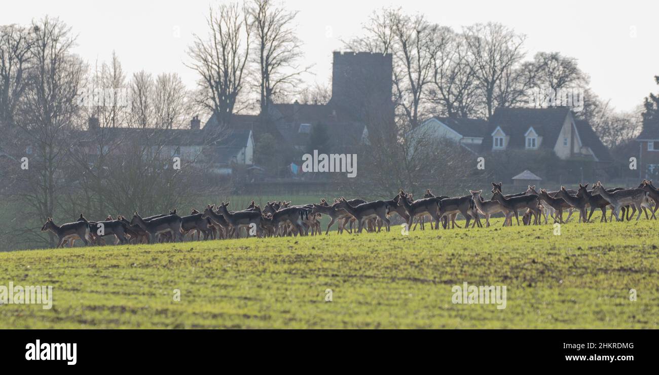 Riesige Anzahl von Damwild auf Ackerland in einem Suffolk Dorf . Keine natürlichen Raubtiere. Suffolk, Großbritannien Stockfoto