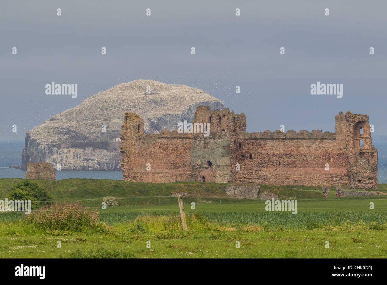 Bass Rock , Heimat der weltweit größten Kolonie von Tölpeln . Das Hotel liegt im Firth of Forth, aufgenommen vom ruinierten Tantallon Castle, Scotland.UK Stockfoto