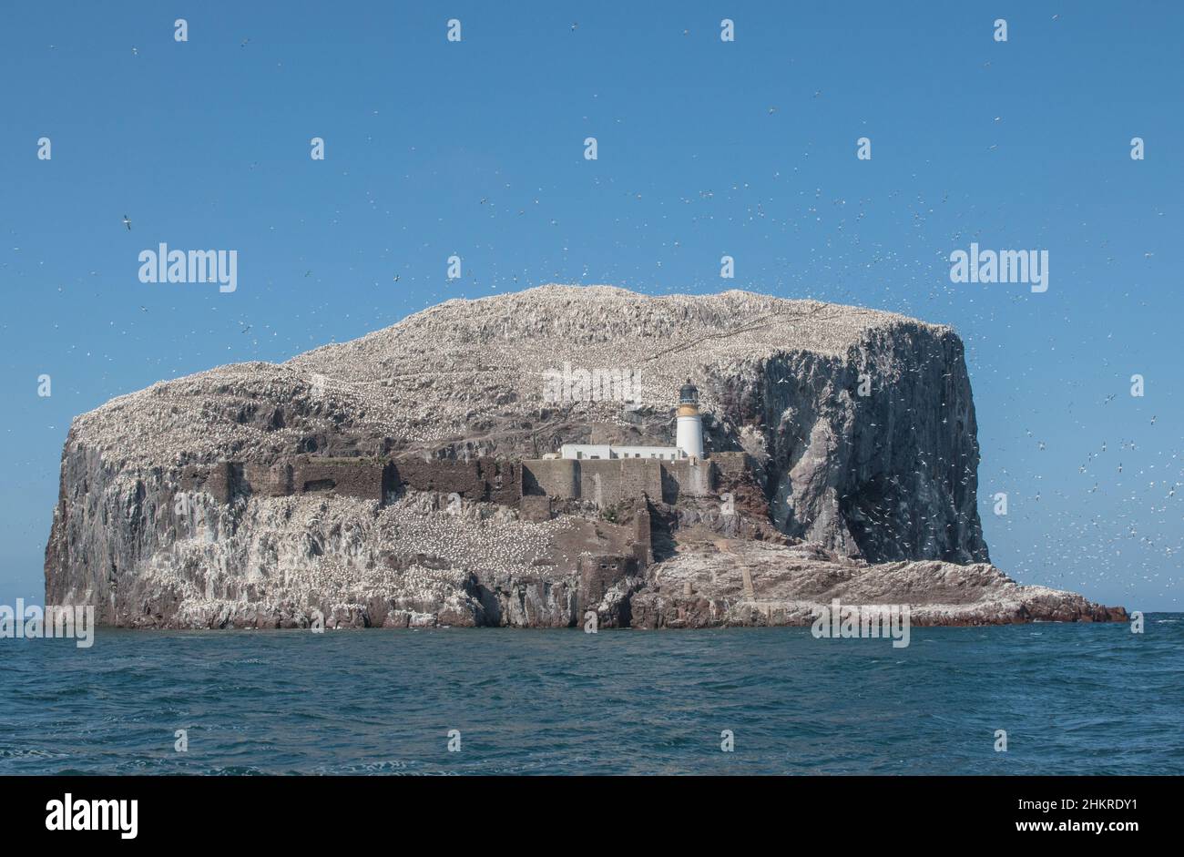 Bass Rock , Heimat der weltweit größten Kolonie von Tölpeln . Das Hotel liegt im Firth of Forth. Schottland, Großbritannien Stockfoto