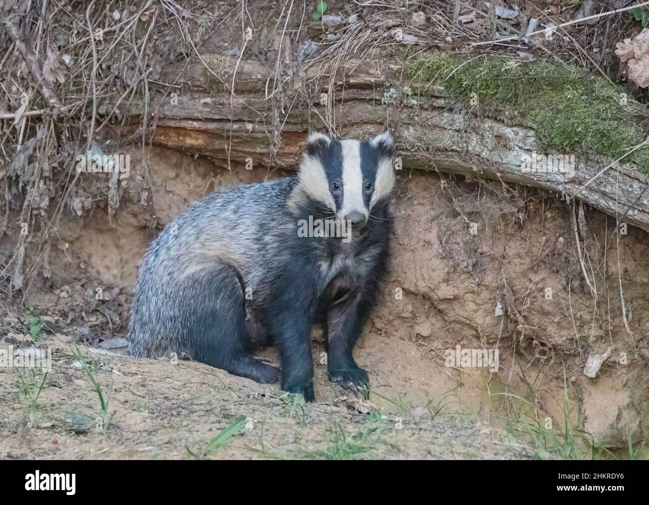 Ein wilder Dachs (Meles meles), der am Eingang zu seiner Anlage unter einem umgestürzten Baum in der Dämmerung sitzt. Suffolk, Großbritannien Stockfoto