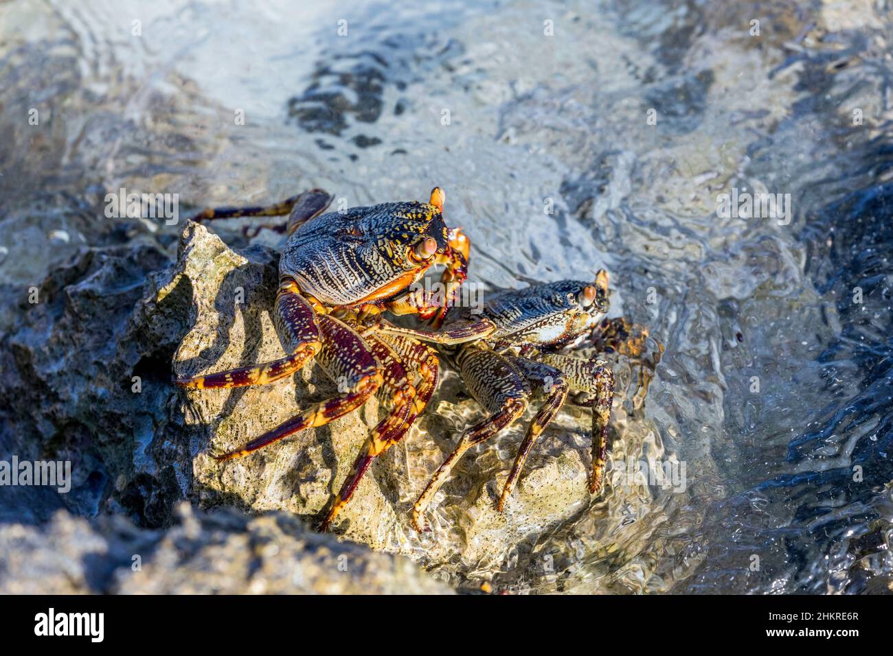 Felskrabbe mit flinkigen Füßen; Grapsus albolineatus; Malediven Stockfoto