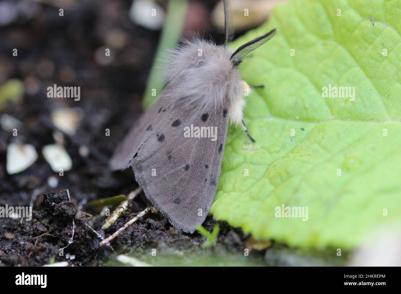 Nahaufnahme der Musselin-Motte auf einem Blatt in Mid Wales Stockfoto